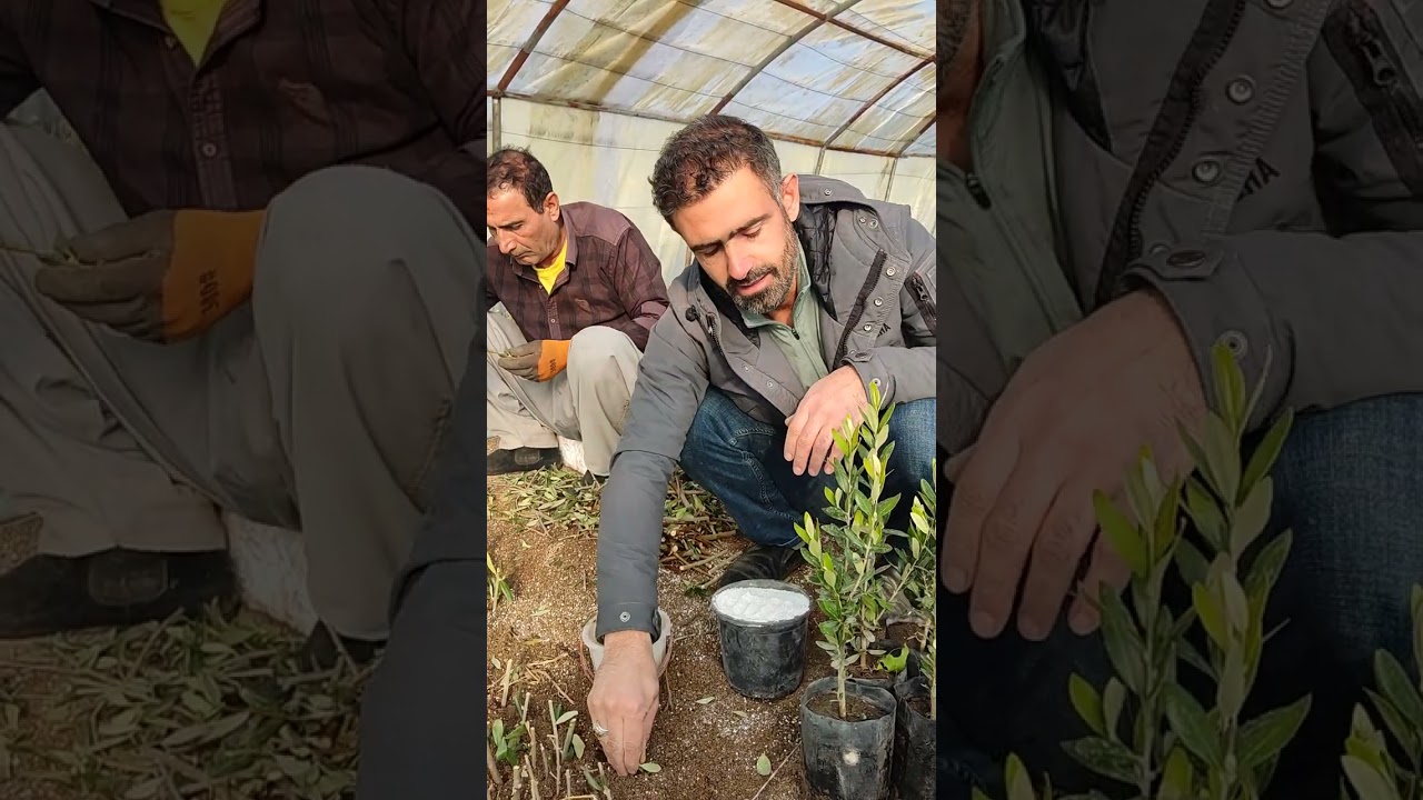 چۆنیەتی چاندنی قەڵەمی زەیتوون 🌳🌳🌳🌳🌳🌳🌳🌳🌳🌳
