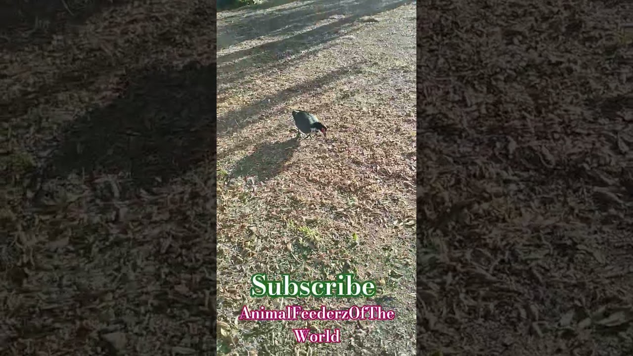 Starving Duck 