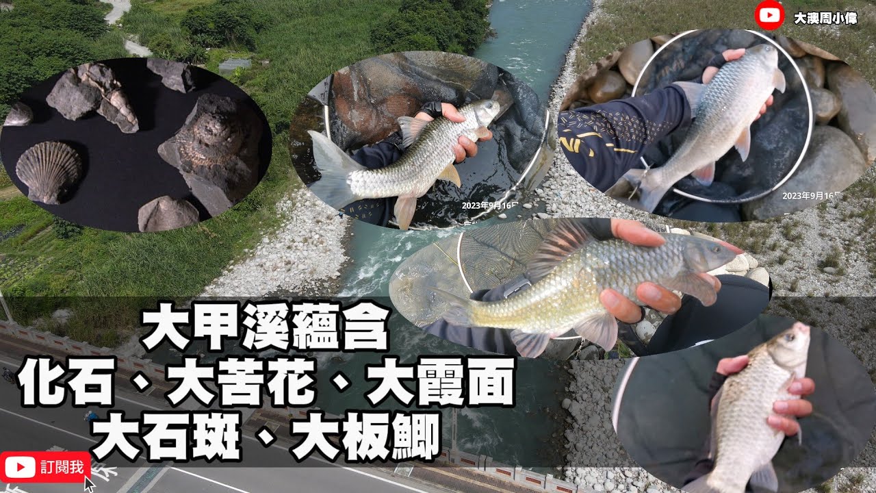 釣魚狂人4K紀錄片 大甲溪化石、大霞面、大苦花、大板鯽、大石斑，探訪東勢大橋龍馬鎮橋獸釣點溪景 Stream Fishing Taiwan