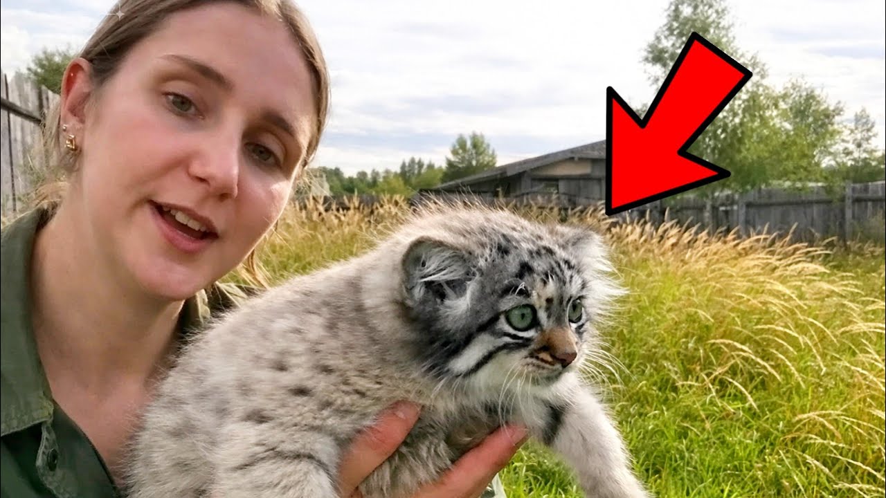 I Thought It Was Just a House Cat… But What I Found Changed Everything 