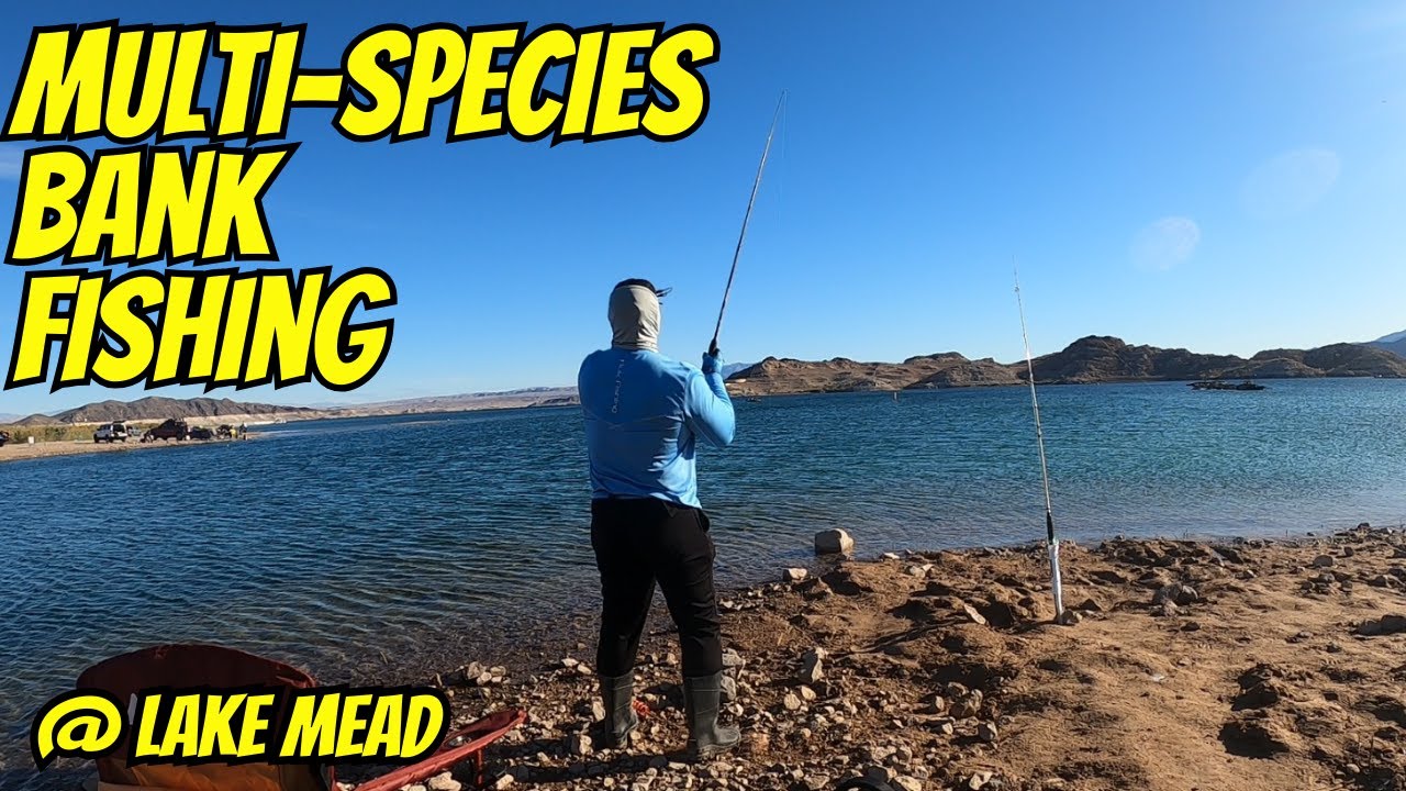 Multi Species Bank Fishing at Lake Mead