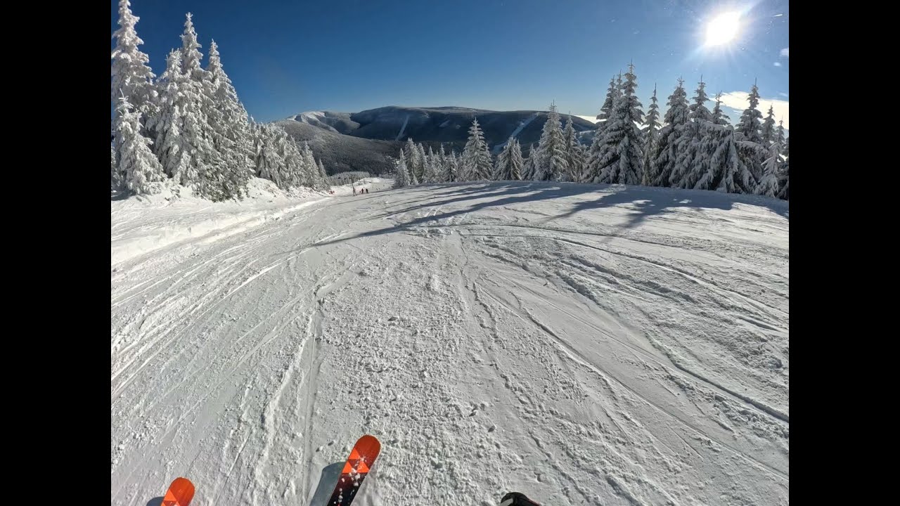 Sunny Medvedin