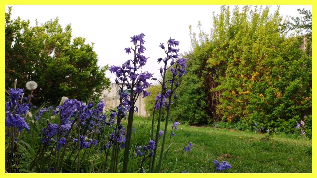 English Garden Flowers Ambience 4K|60fps