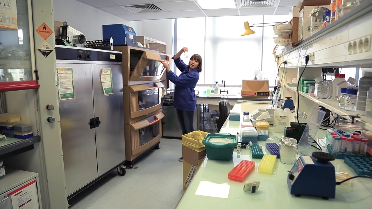 Как лигировать и трансформировать фрагменты ДНК