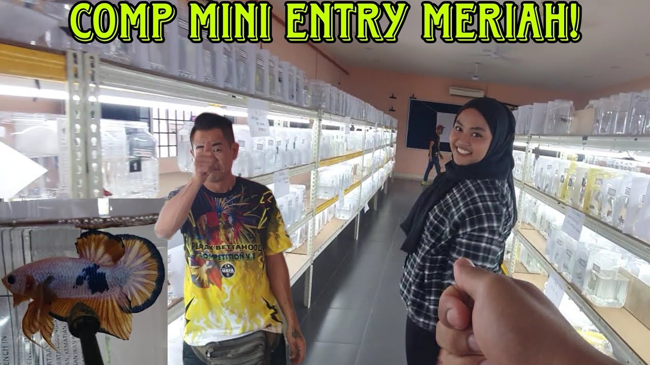 VLOG PERTANDINGAN IKAN LAGA DI SUNGKAI! 6 BROTHERHOODS BETTA COMPETITION.