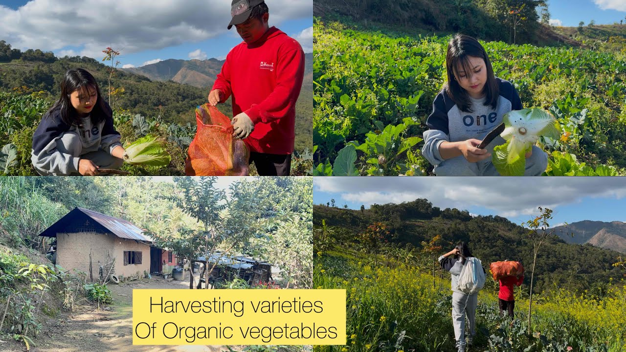 Harvesting  Organic vegetables | villages life | Tangkhul Hundung village.