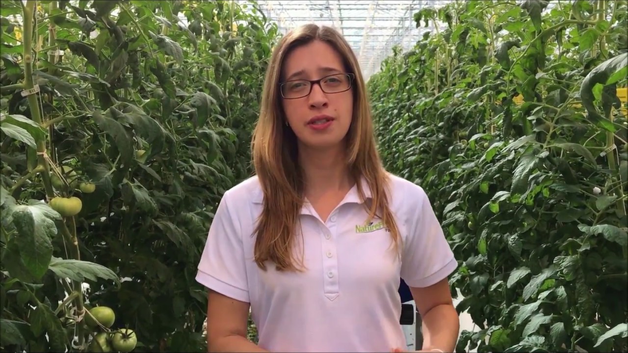 Technology 101: Winter Grown Tomatoes