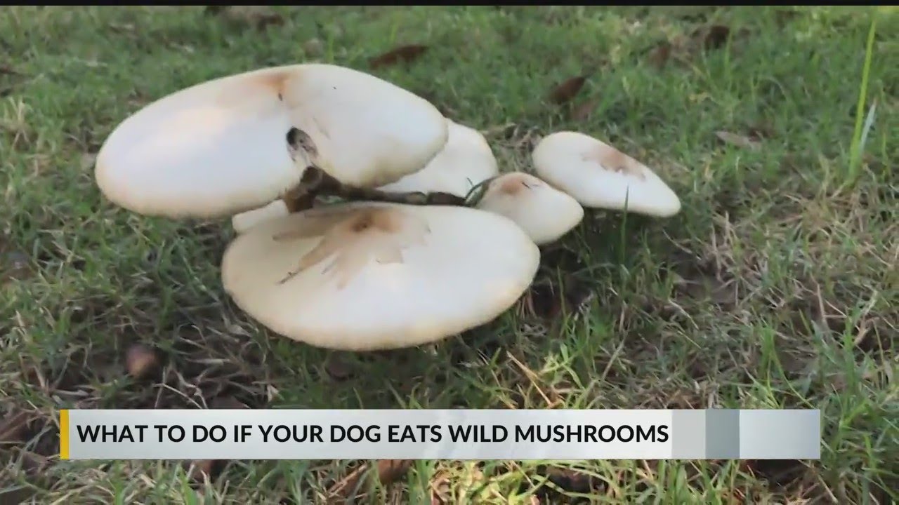 What to expect if your pet eats wild mushrooms