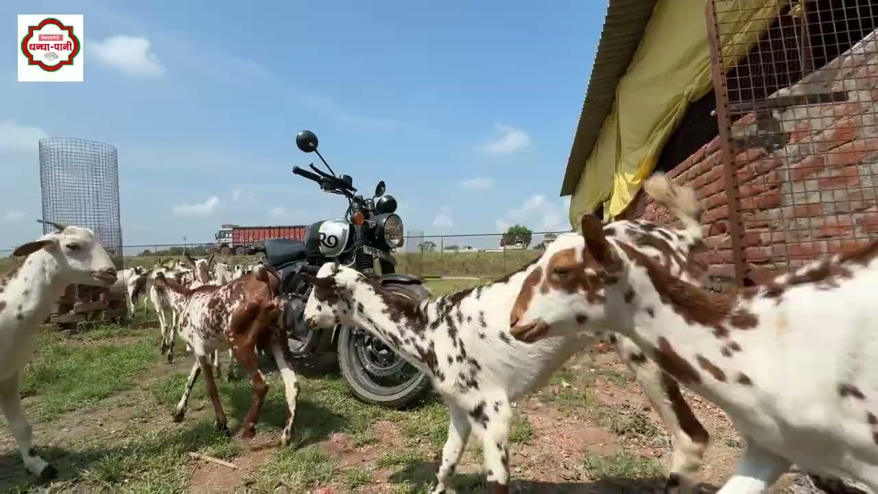 60 Barbari Breed बकरी से खोला Bakri Palan Business🐐🐐Commercial goat farming शुरू किया युवा