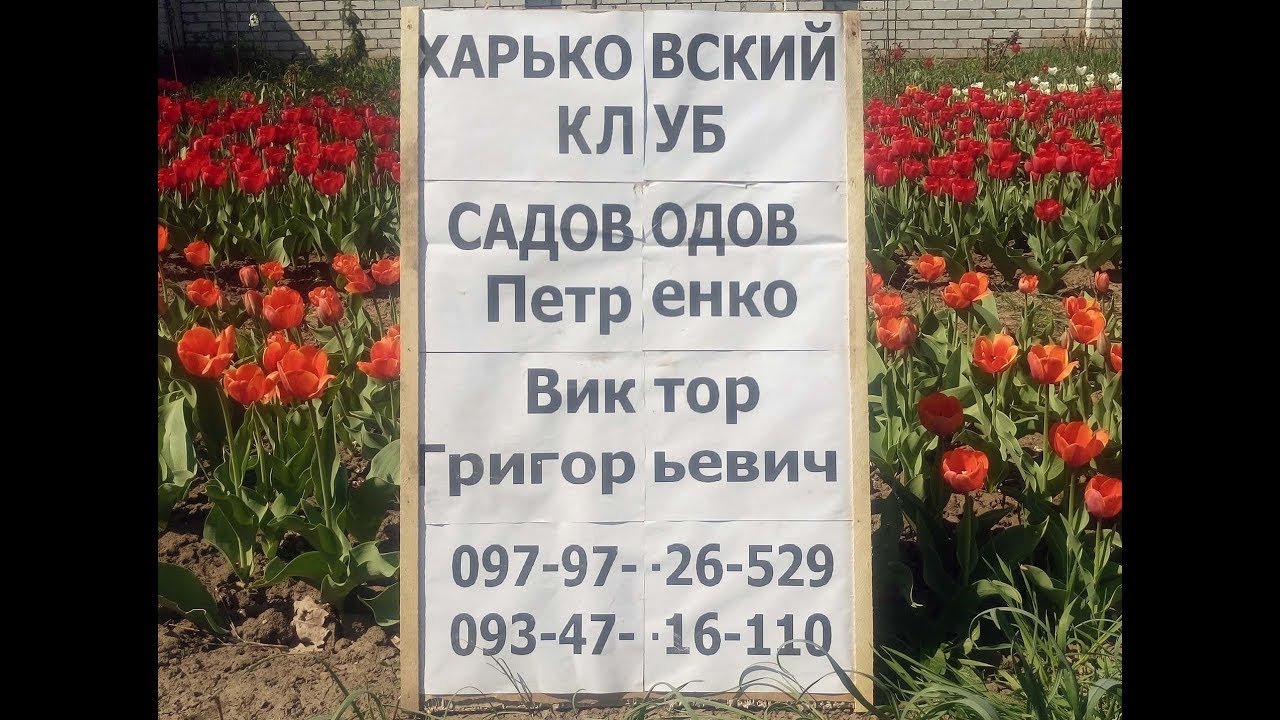 Тюльпан от А до Я