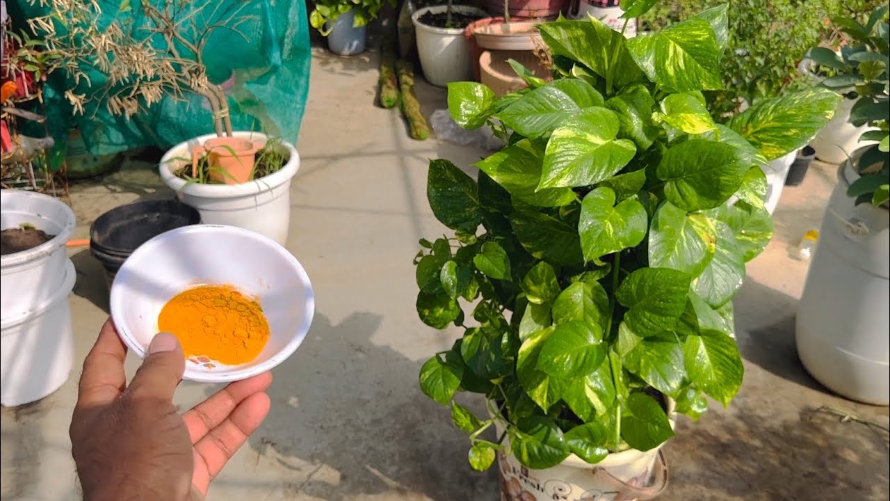 बरसात शुरू होते ही (Money Plant)की जड़ों में इस जादुई चीज को डाल दें जंगल की तरह हो जाएगा