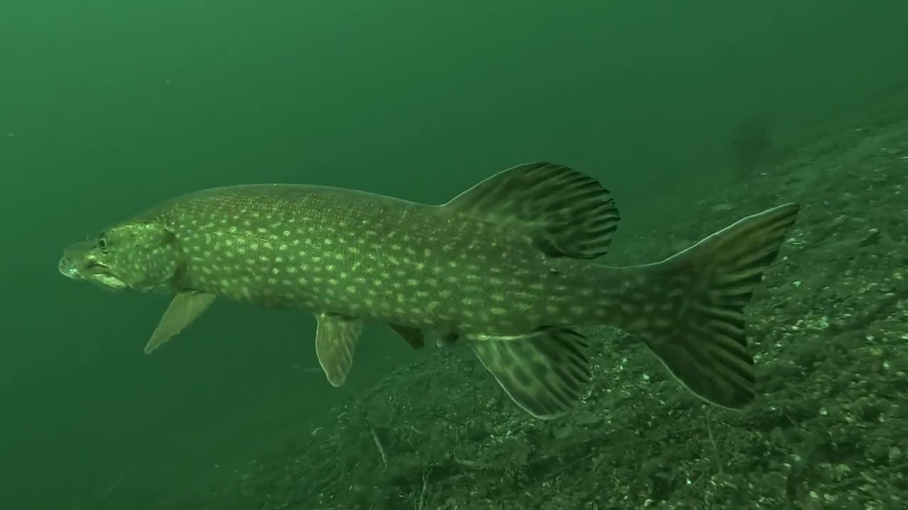 FEVRIER EN EAU CLAIRE  à la carrière de BARGES