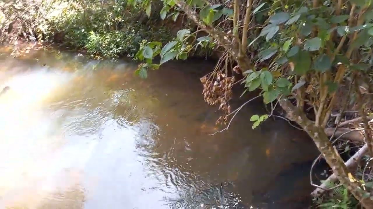 Ch&aacute;cara rica em &aacute;gua de 5 alqueires e 63 litros, &aacute; 15 km de bela vista de goi&aacute;s/(62) 99297-3453