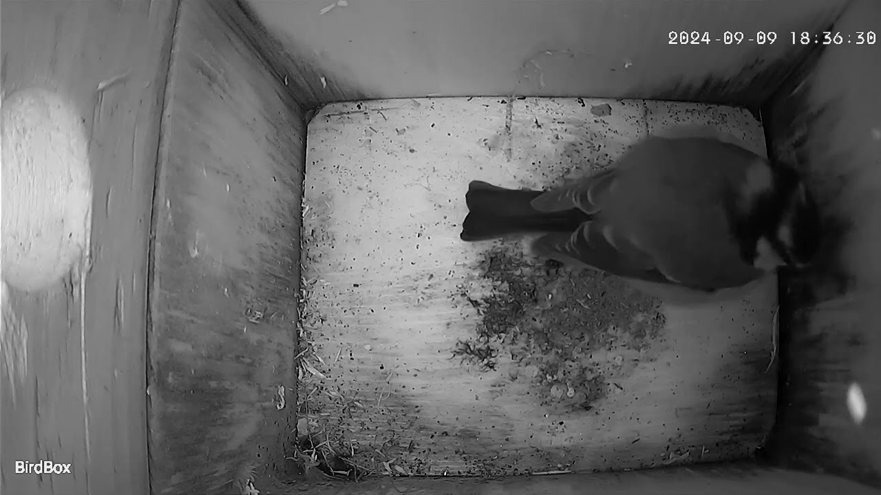 I'm back! #nestboxcamera #nestboxcam #birdslover #nestcam #birdboxcameras