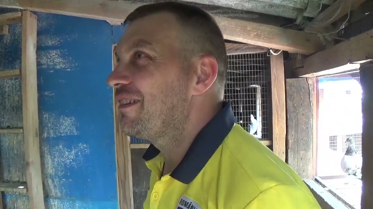 Campion columbofil dl Popa Alexandru Darza Romania pui porumbei generatia 2025 21 iunie 2025