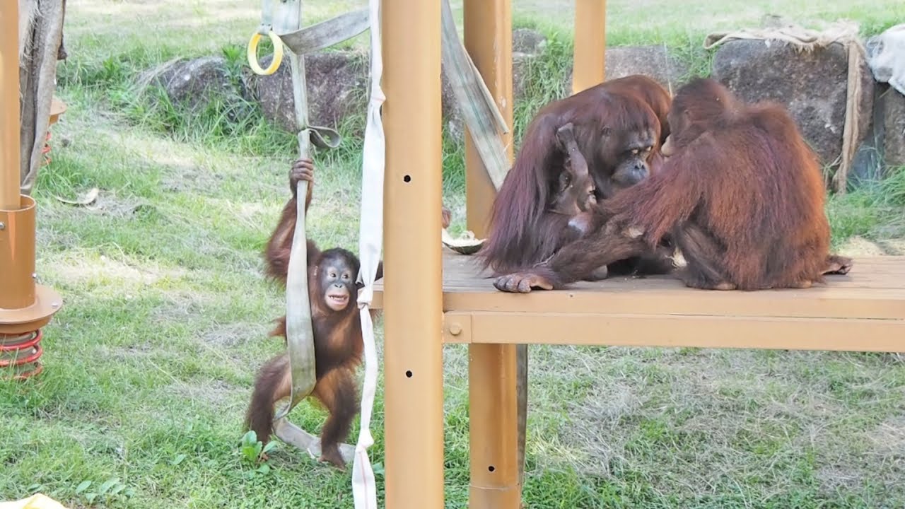 逞しくなったチェリアちゃん・オランウータン