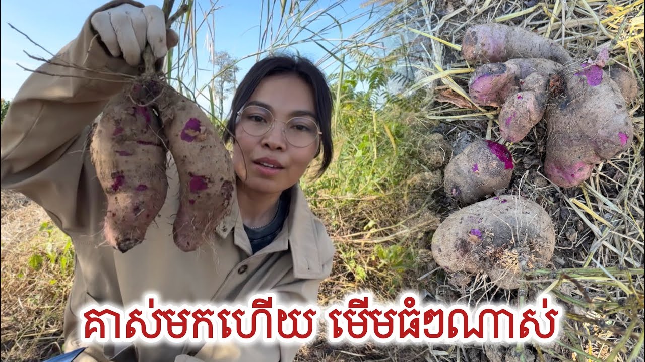 មេីម​ធំ​ៗ​ណាស់​ បងប្អូន​ស្គាល់​ដែរឬទេ​? | dig up bid chicken potatoes in cashew farm 