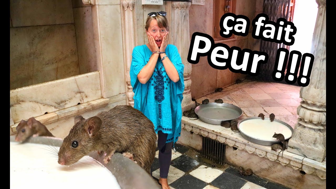 GROSSE FRAYEUR AU TEMPLE DES RATS