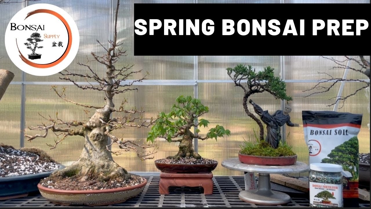 Spring Bonsai Prep | The Bonsai Supply