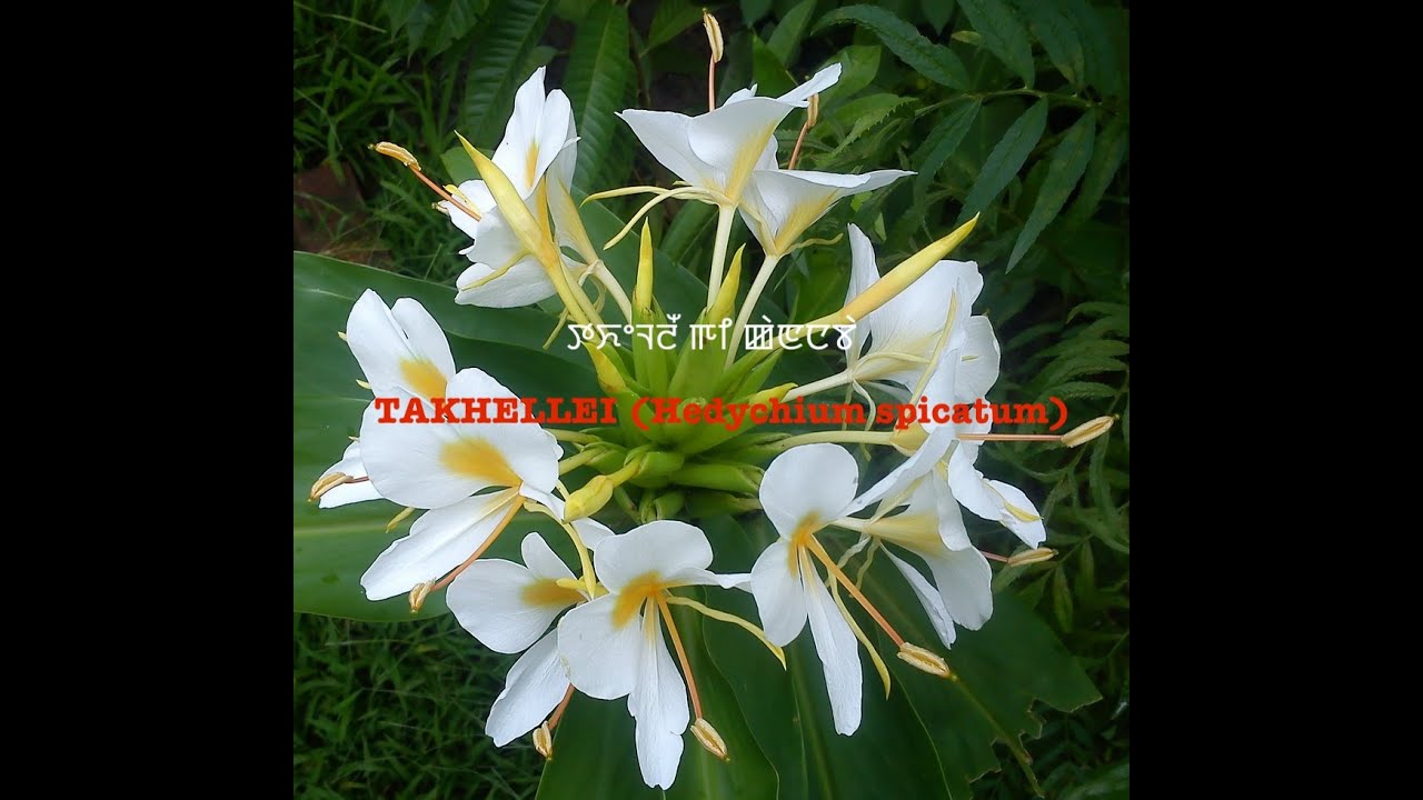 Takhellei (Hedychium spicatum in Manipuri: ꯇꯈꯦꯜꯂꯩ ꯒꯤ ꯀꯥꯟꯅꯕꯥ