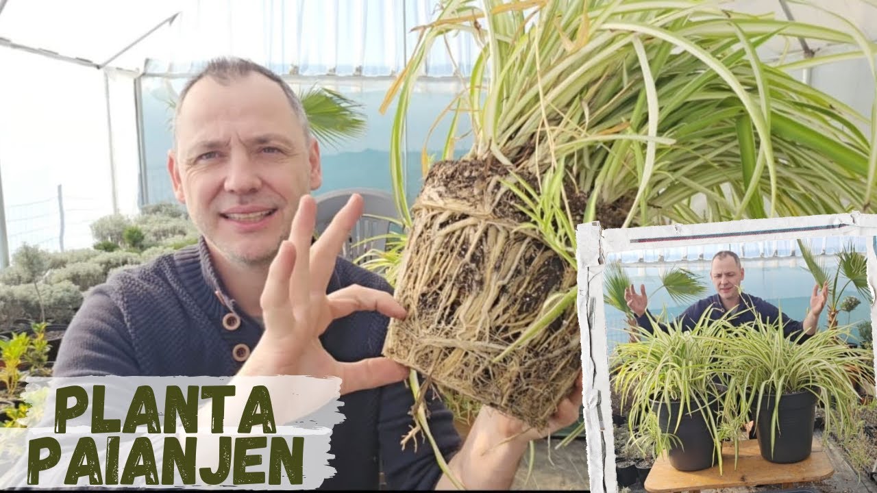 Planta Paianjen - Ingrijire si inmultire!