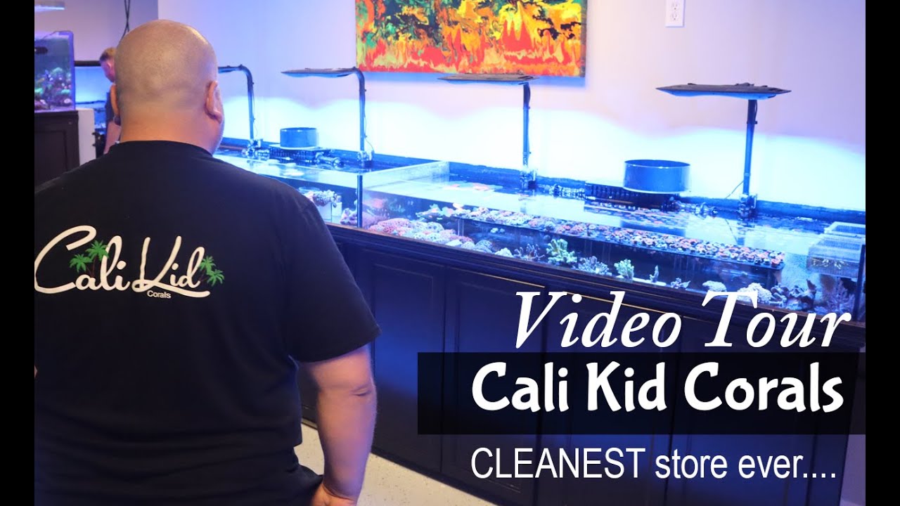 The Cleanest Coral Store Ever - Cali Kid Corals