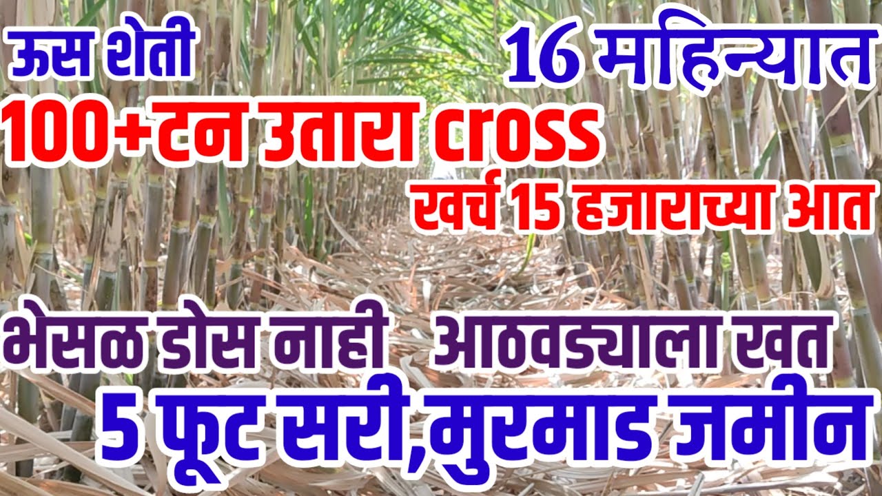 16 महिण्यात भेसळ डोस न टाकता उसाचा 100+टन क्रॉस उतारा,मुरमाड जमीन,PIB10 ची कमाल,5फूट सरी, sugercane