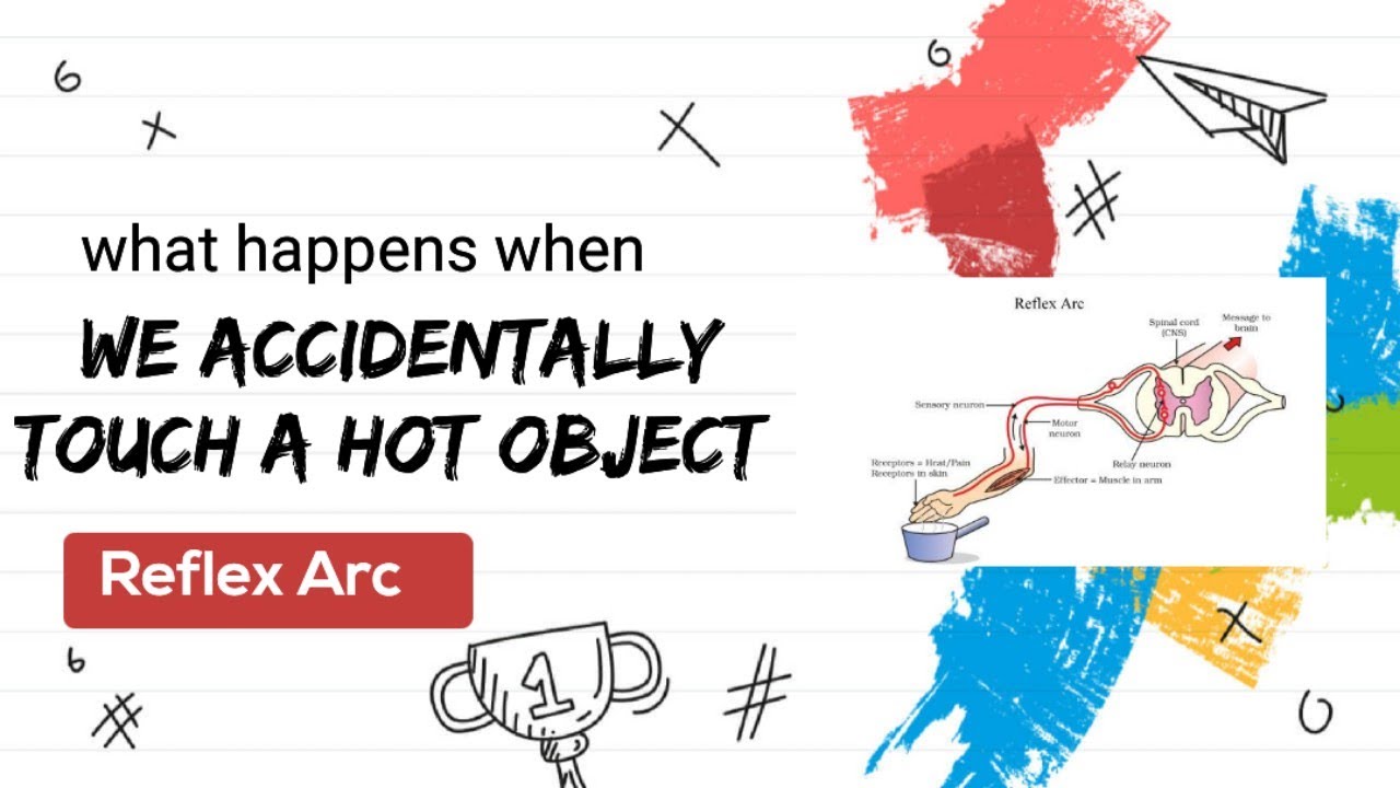 what happens when we accidentally touch a hot object | the science behind touching a hot object #bio