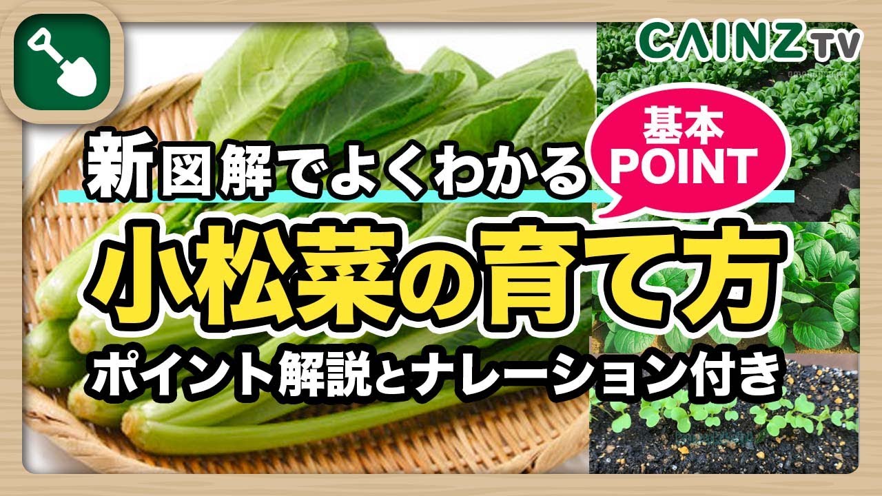 小松菜の育て方｜コマツナの栽培方法｜初心者向けに解説！種まきのやり方｜管理収穫