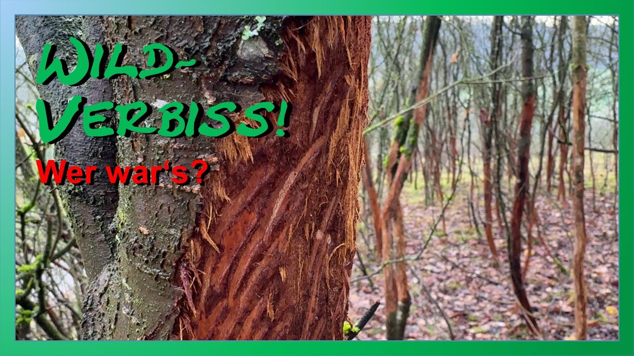 Krasser Wildverbiss! - Wer war's?