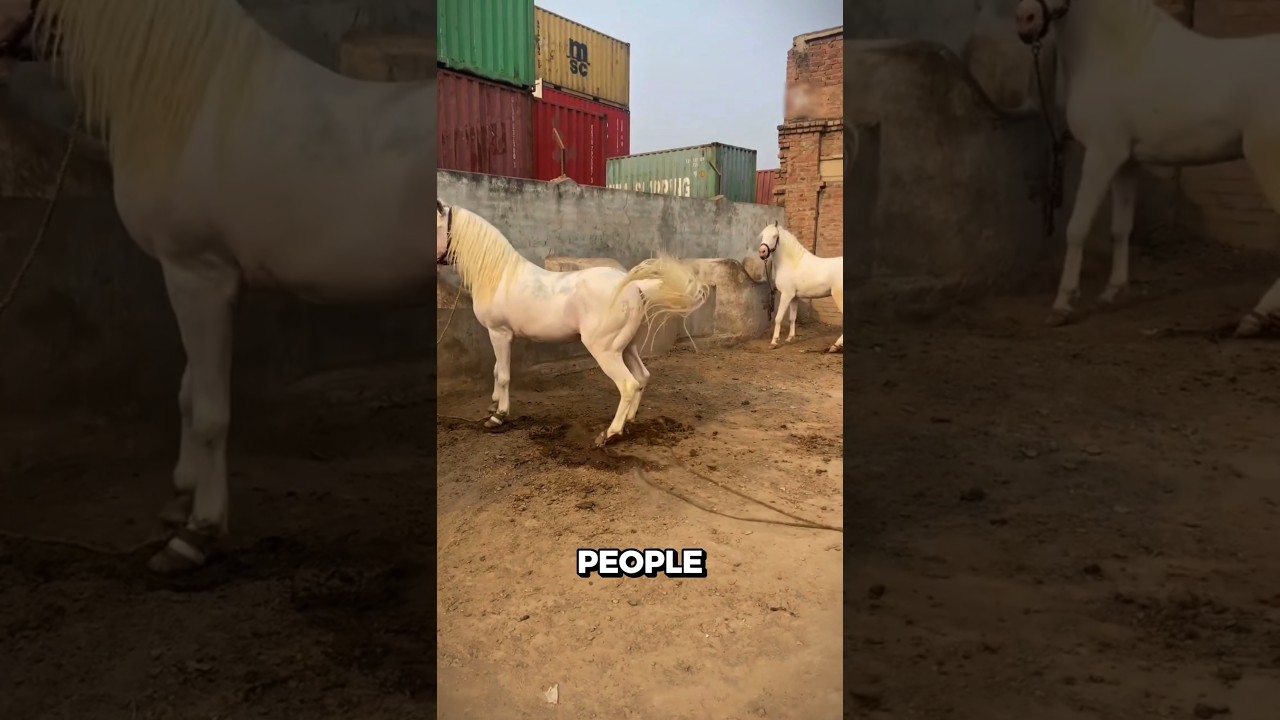 Why People Used to Hobble Horses 🤯