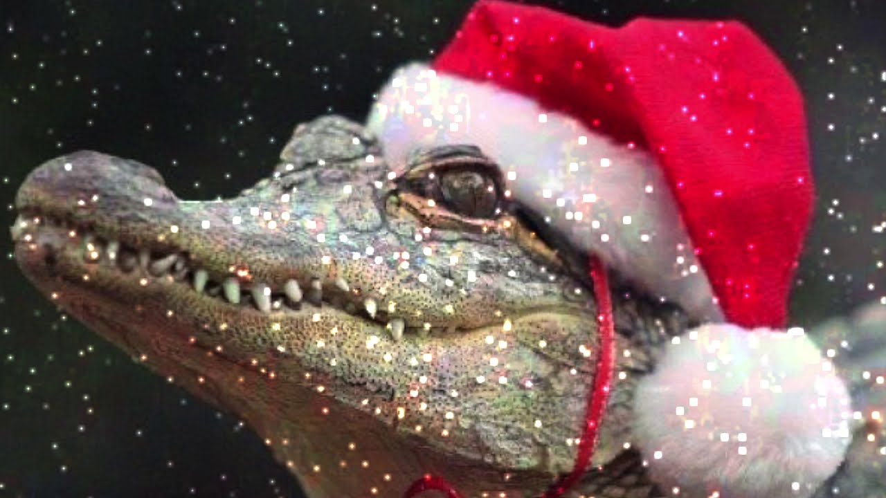 FLAT FUCK IS COMING TO TOWN