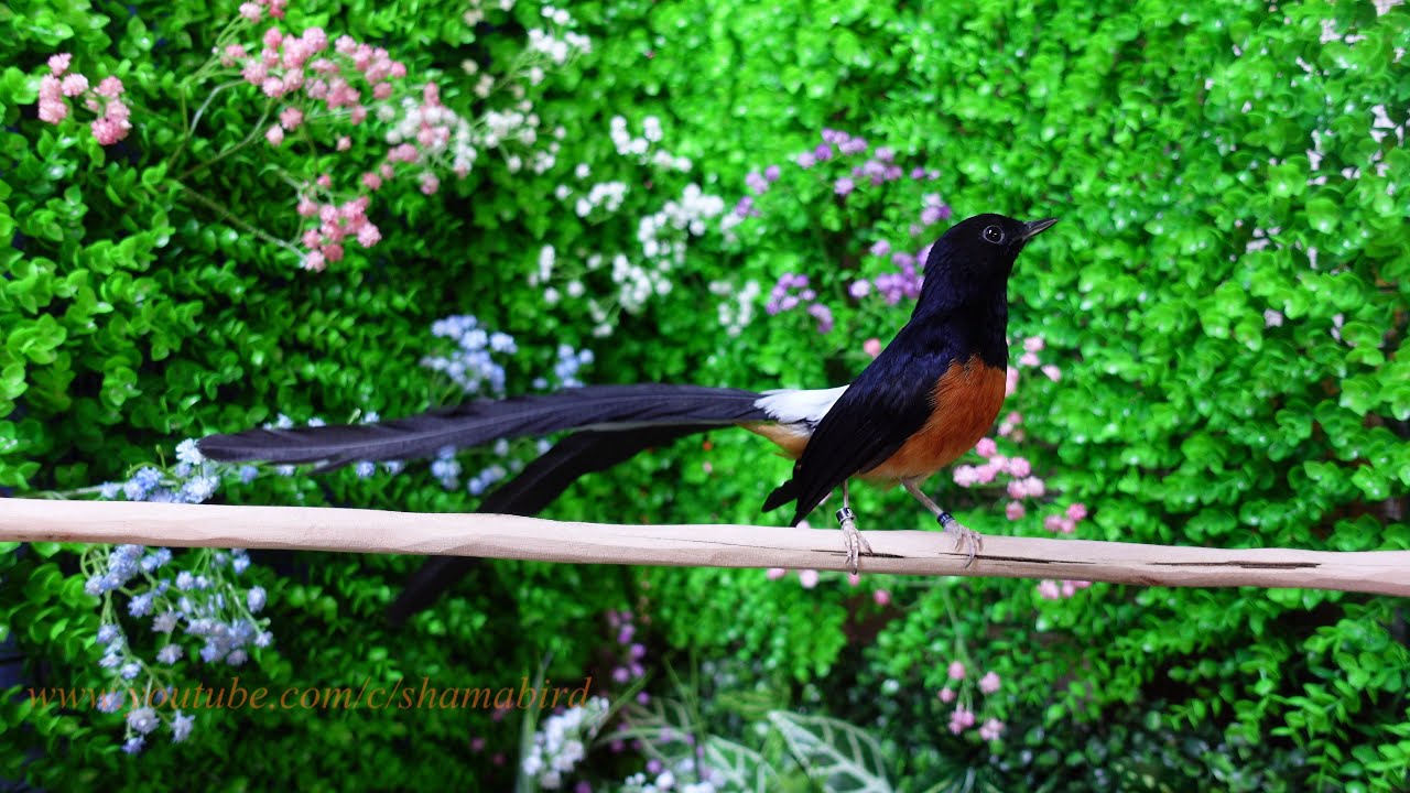 Murai batu (white-rumped shama)