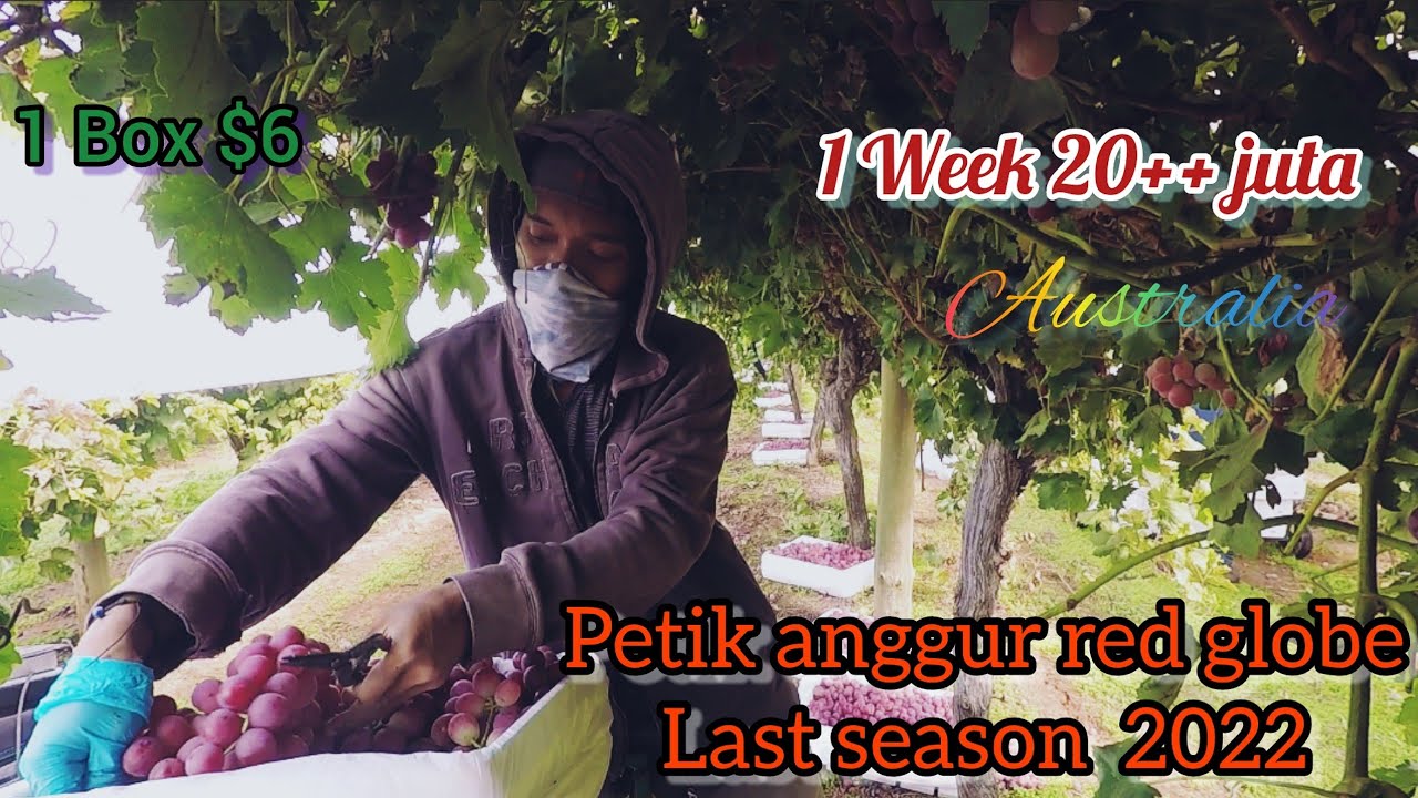 PEKERJA PETIK BUAH ANGGUR DI AUSTRALIA|| GAJI MENGGIURKAN?? || KEBUH TERBESAR DI VICTORIA