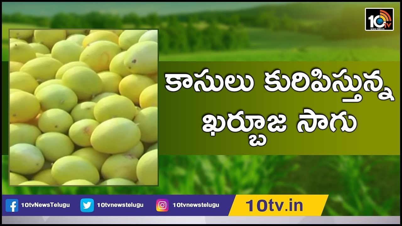 కాసులు కురిపిస్తున్న ఖర్బూజ సాగు | Kharbuja Cultivation Success Story | Matti Manishi | 10TV News