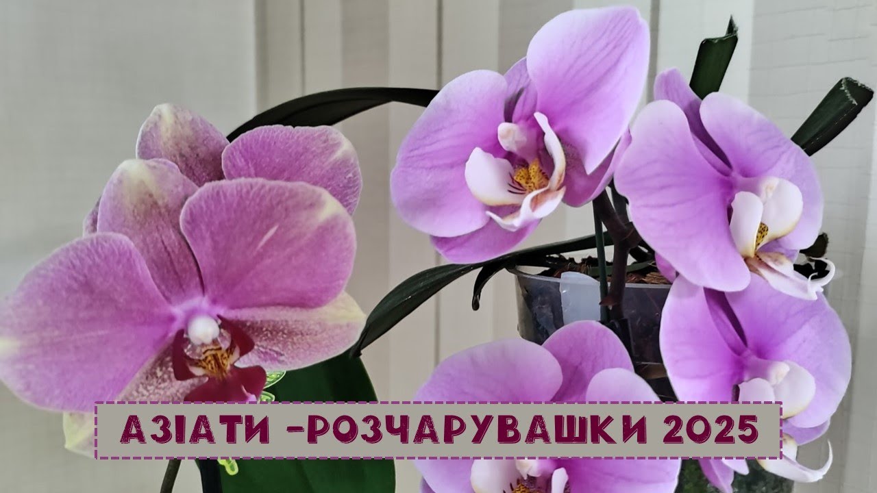 Азіатські орхідеї - підлітки, які розчарували мене🙁