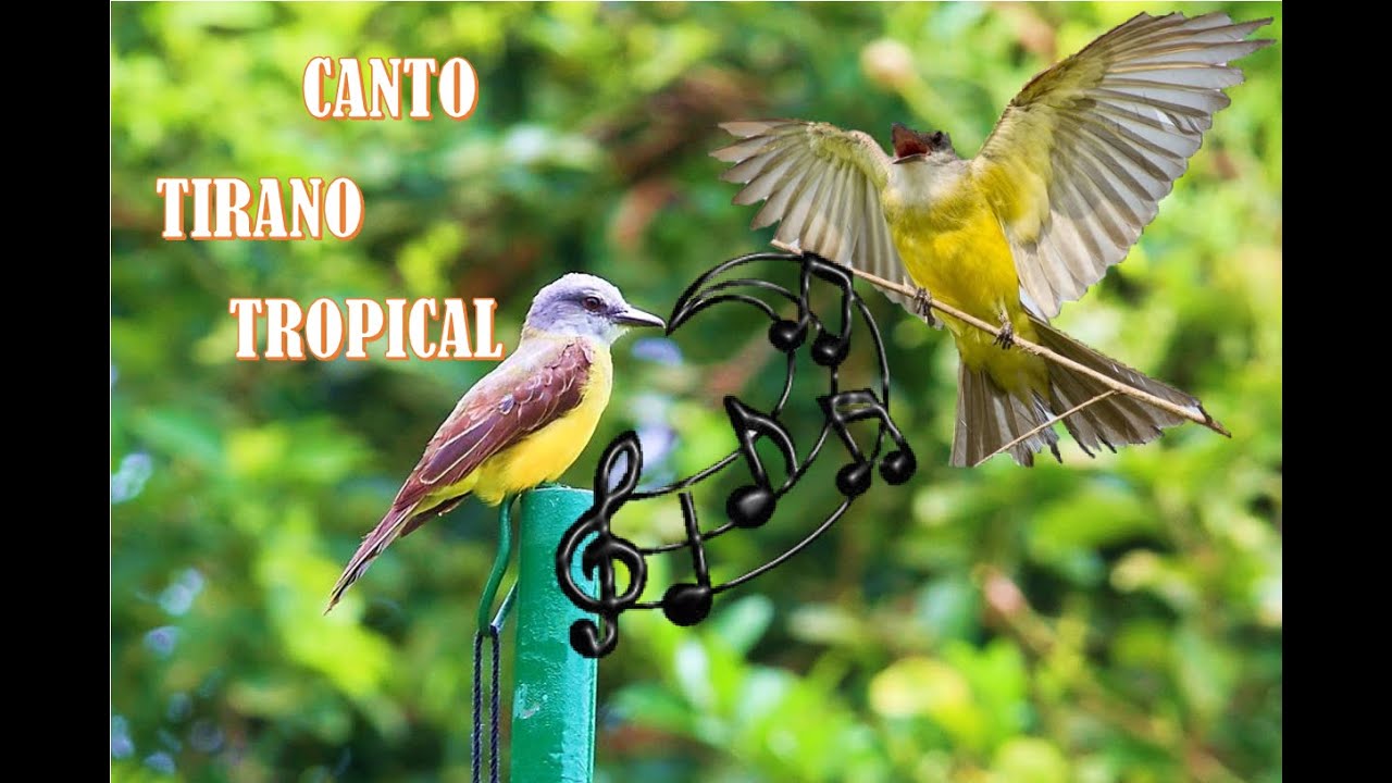 Canto Tirano Tropical, Ya lo Conocías???