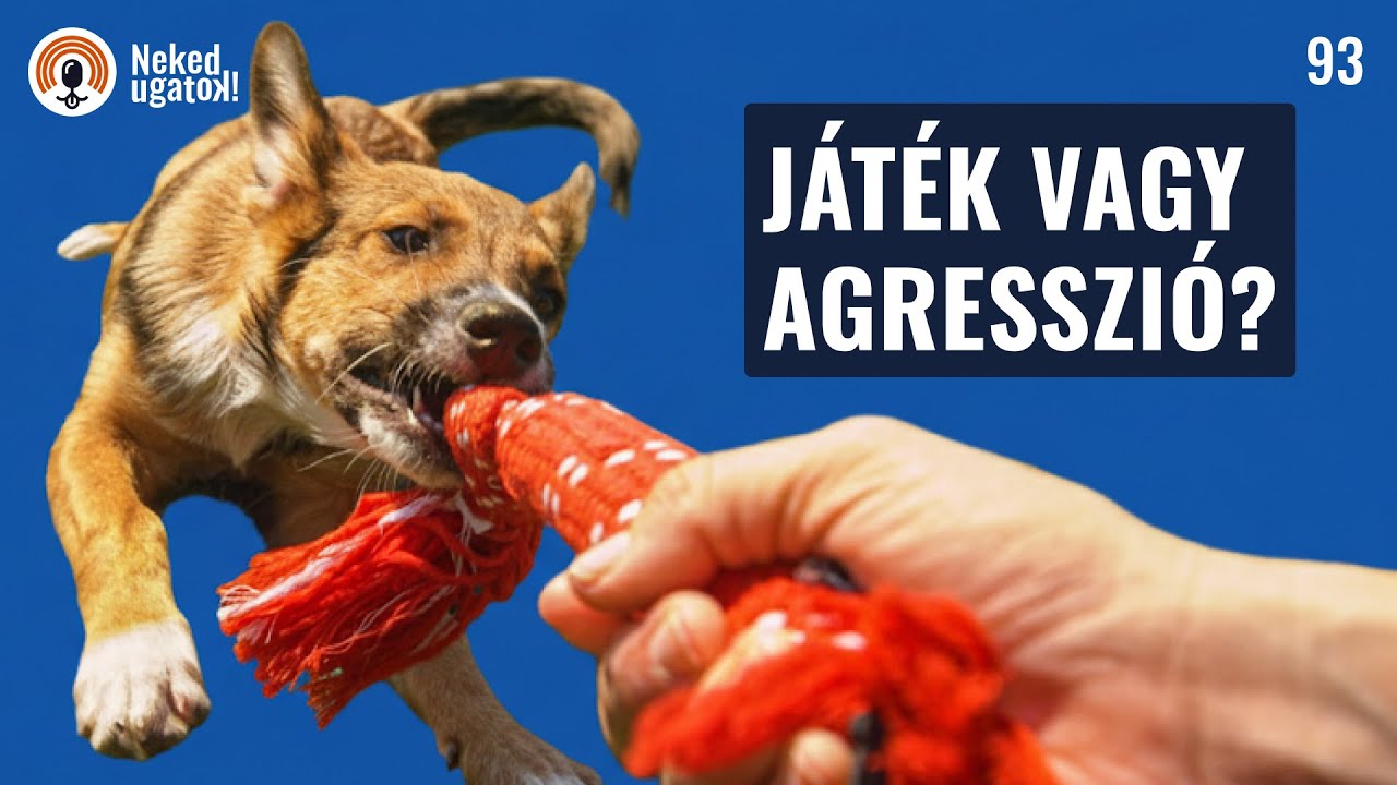 Agresszív lesz a kutyád a húzogatós és zsákmányos játékoktól? | #93