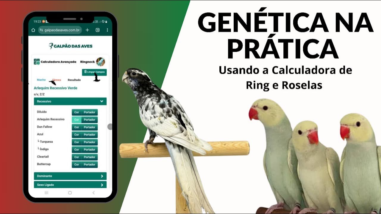 Ferramenta Incrível: Preveja os Filhotes de Ring Necks e Roselas