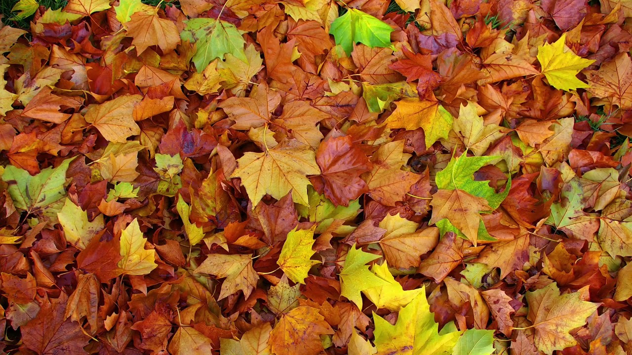 Yves Montand (Les Feuilles Mortes )new version 2018