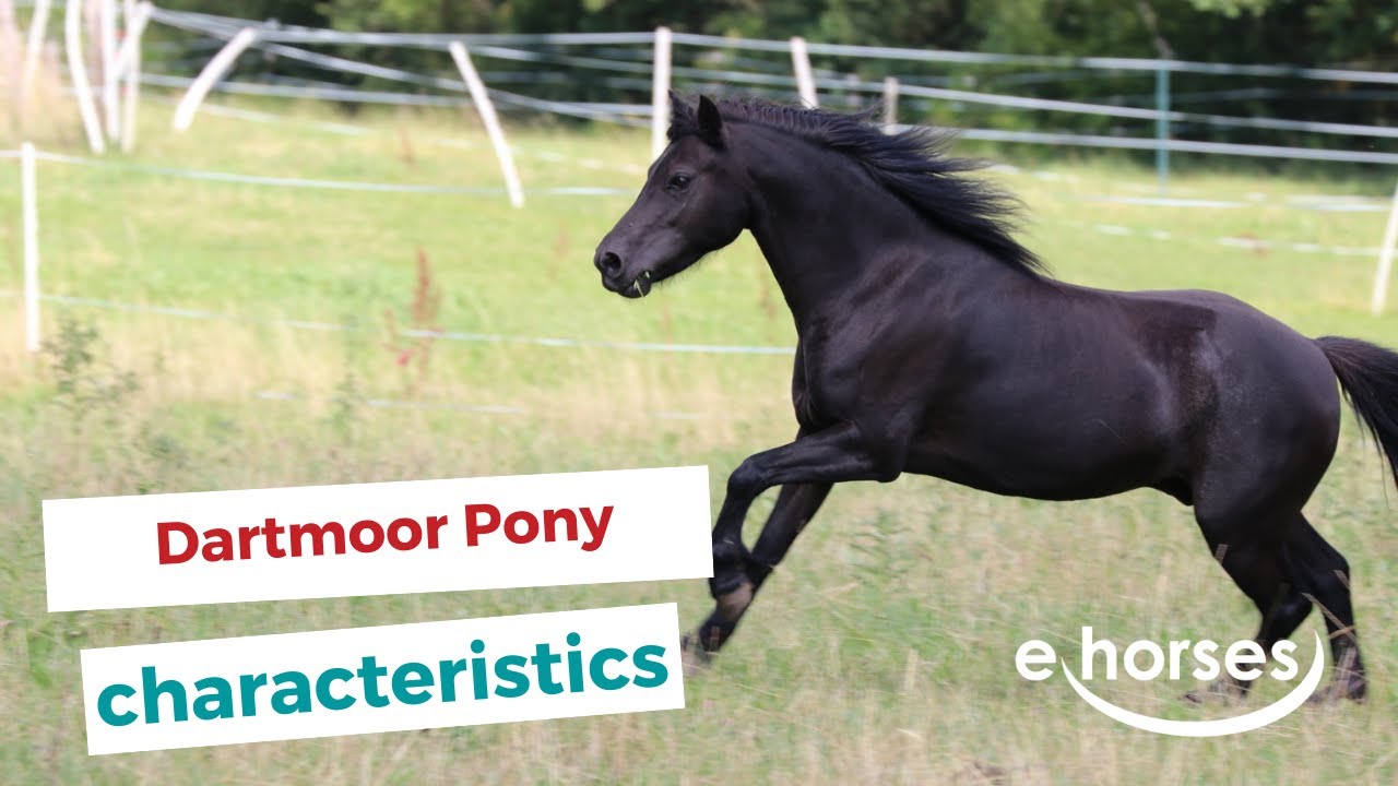 Dartmoor Pony | characteristics, origin & disciplines