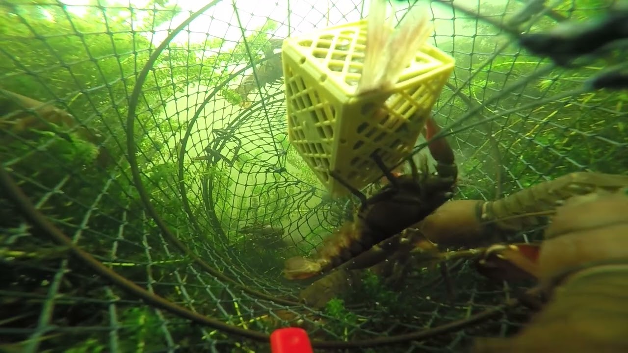 Kr&auml;ftfiske i svart&aring;n del 2