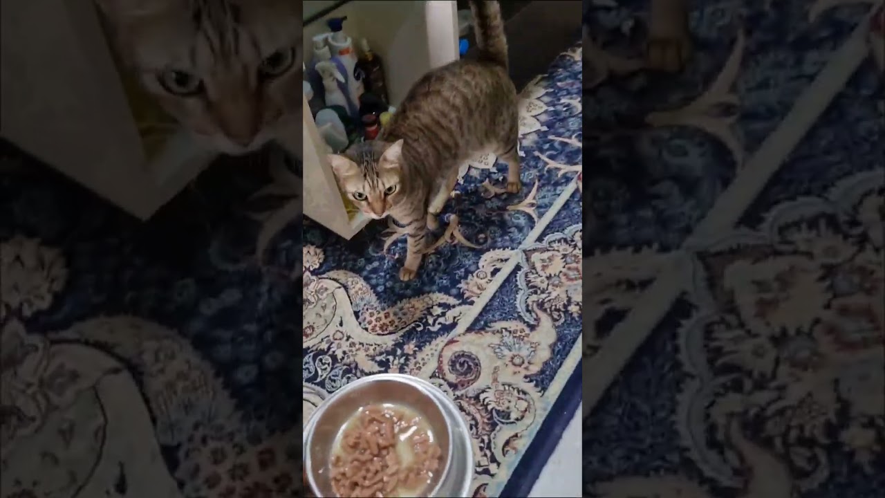 Adorable cats ❤️ #catvideos #cat 