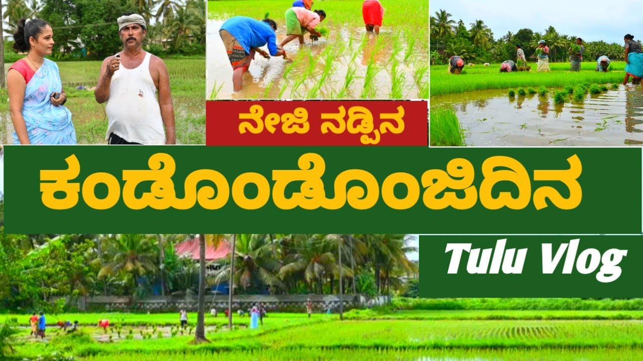 Nejidha Kandodu onji dina #agriculture #family #udupi #mangalorean