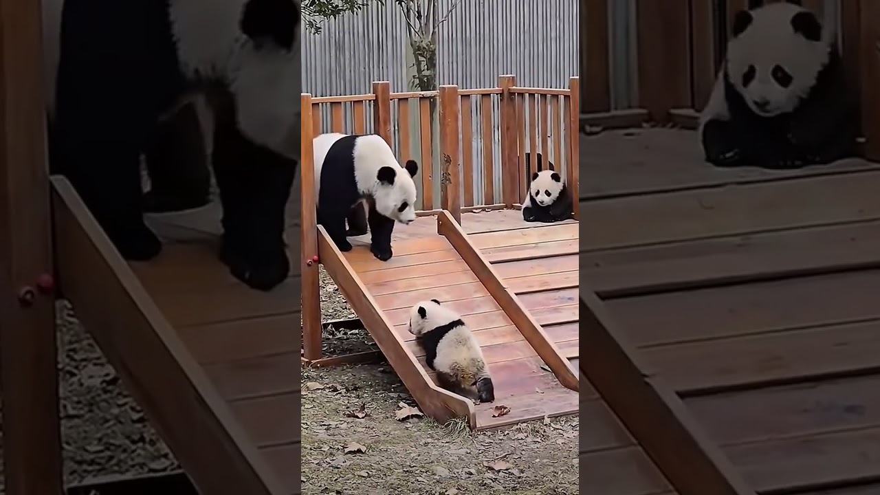 Fufeng’s boss-mom mode: twins explore 💕 | Fufeng als Boss-Mama: Zwillinge entdecken 💕