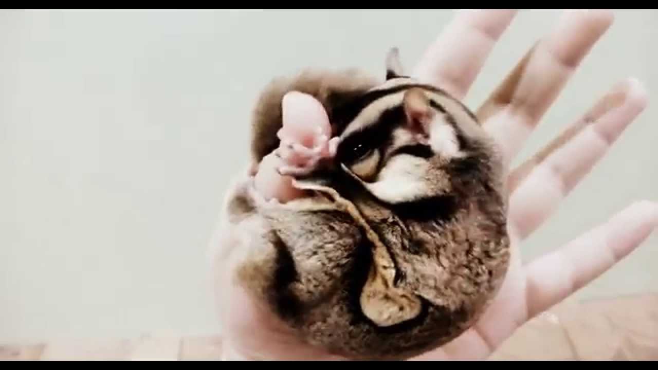 Super duper tame and bonded Sugar Glider