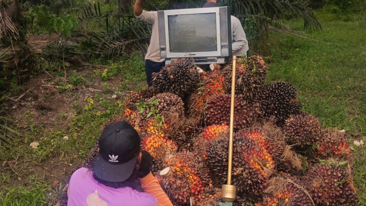 Muat buah sawit