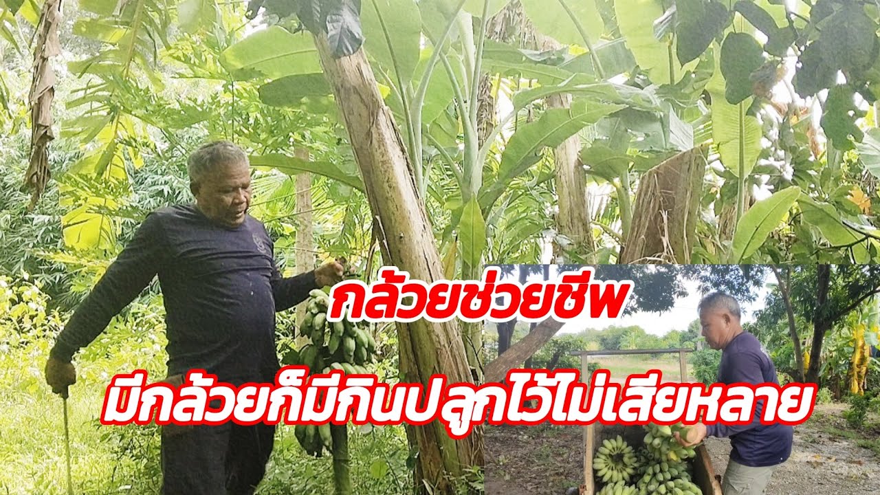 มีกล้วยก็มีกินใครมีที่ว่างก็ปลูกไว้นะครับขายได้