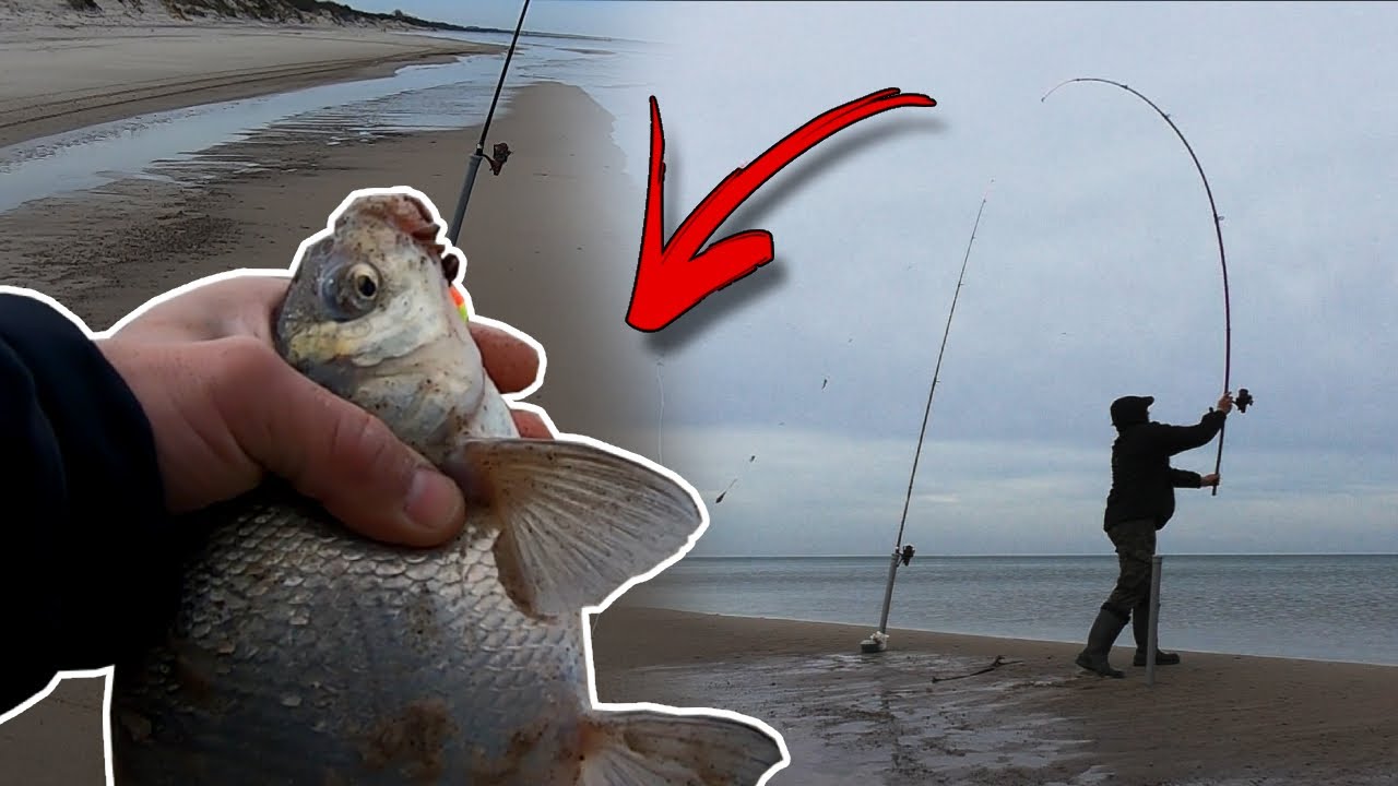 MORSKIE leszcze i coś jeszcze !!! Bałtycki surfcasting