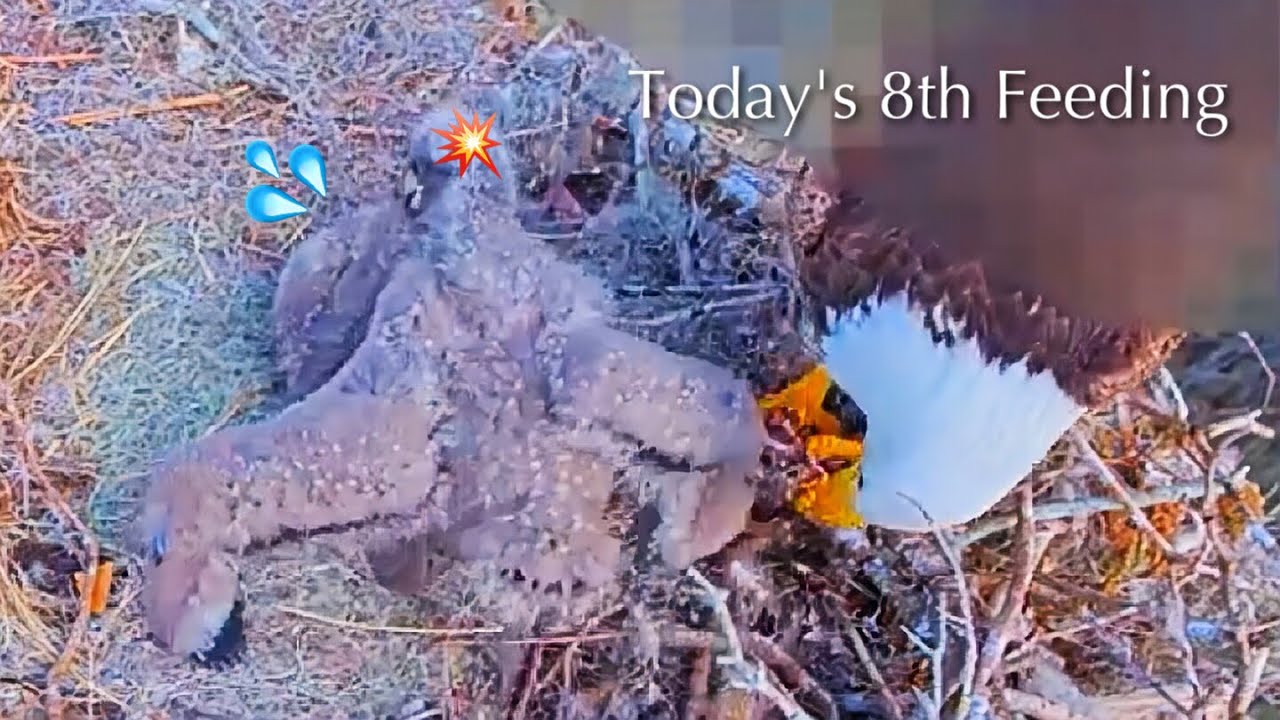 #172🦅🐥26°🐥21°／Winter Park Eagle Nest 2026／Against All Odds:One-Eyed Mom／by Winter Park Eagle Cam